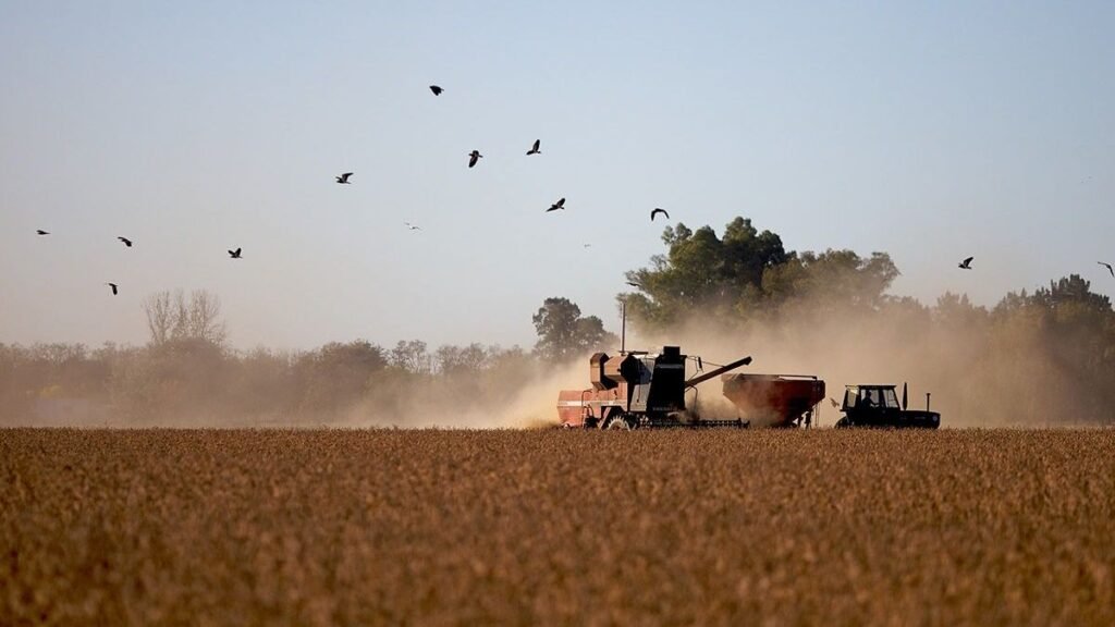 Retenciones cero: qué pasará con los precios de soja, trigo, maíz y sorgo