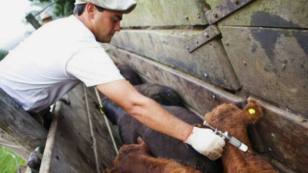 Comenzó la segunda campaña de aftosa en Santa Fe: ¿cuánto pagan los productores por vacunar?