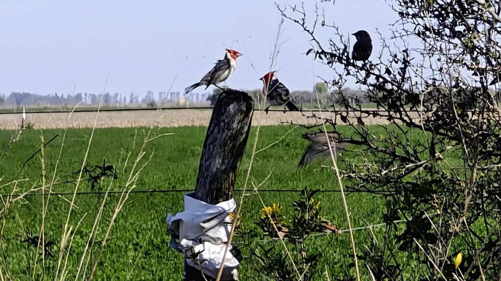 Nueva amenaza para el girasol: cardenales se suman a la «pandilla» de loros y palomas