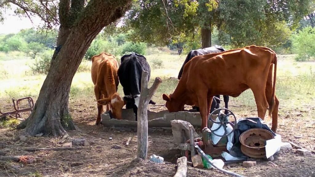 Productores de Vera exigen soluciones por el mal servicio eléctrico, el avance del abigeato y la Ruta 3