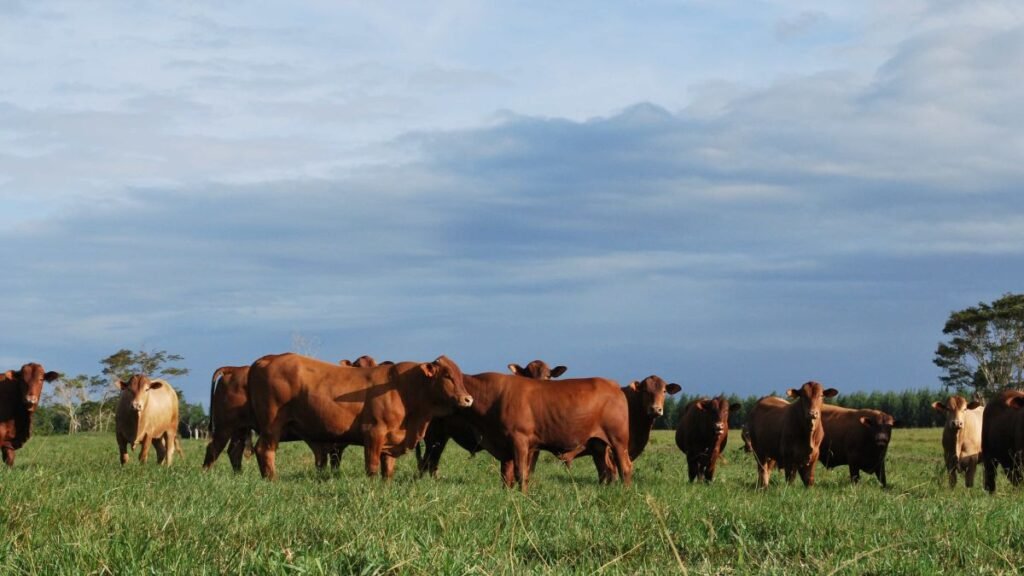 Tokenización de carne vacuna: nuevas oportunidades de inversión agropecuaria
