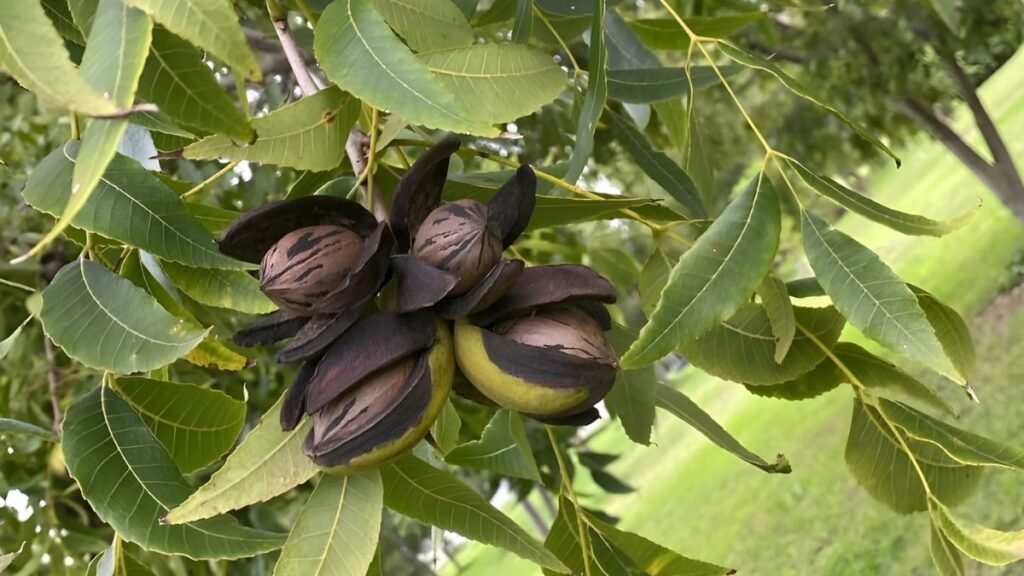 Productores de Córdoba convierten el conflicto periurbano en negocio con nuez pecán