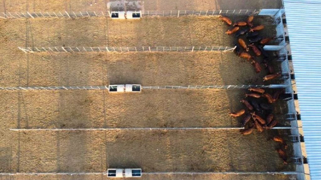 Comederos inteligentes: cómo ahorrar 15% de alimento en bovinos sin perder producción