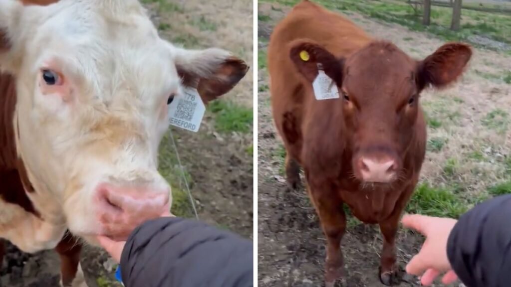 Debate viral en redes: «la diferencia entre Angus y Hereford en un video»