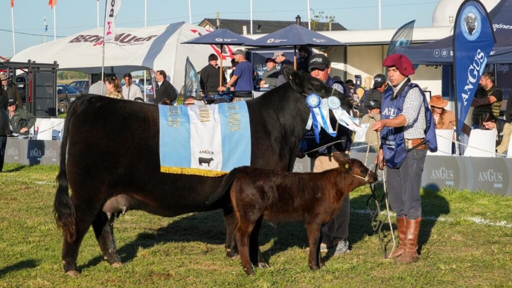 Genética Angus: la Gran Campeón Hembra se destacó en Cañuelas