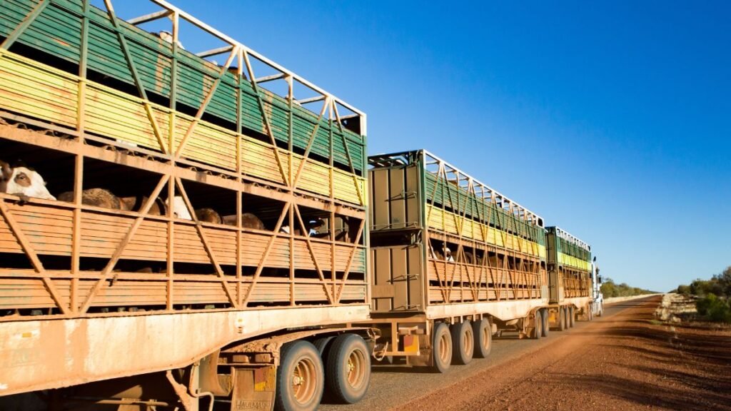 Nueva desregulación en el transporte de animales: Senasa habilita los camiones bitrenes