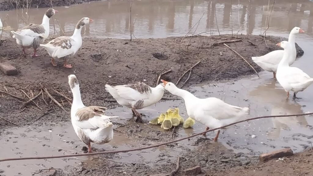 Gansos bebé disfrutaron de la lluvia en San Carlos Centro y un productor compartió el video