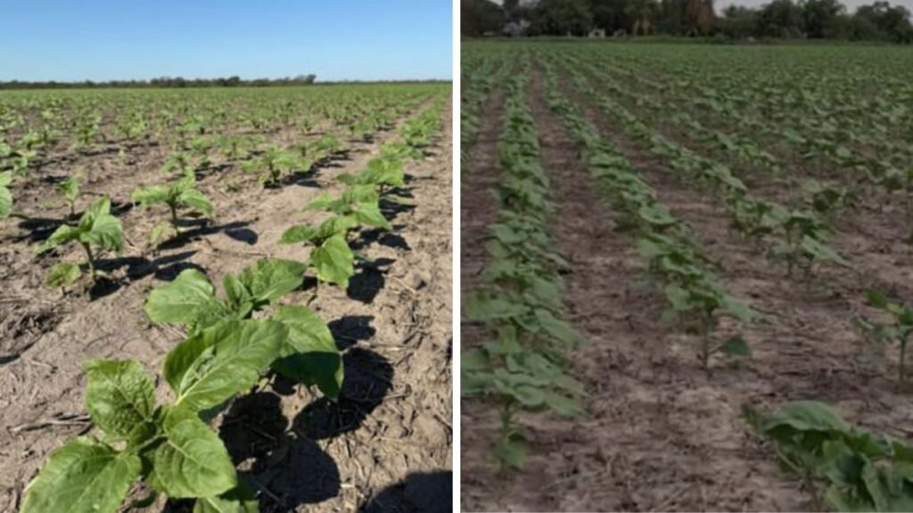 Santa Fe: 65% del girasol y 45% del maíz temprano ya fueron sembrados