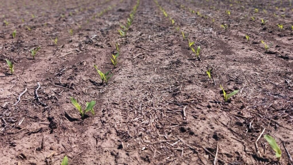Siembra de girasol y maíz en Santa Fe: el clima favorece el desarrollo de los cultivos