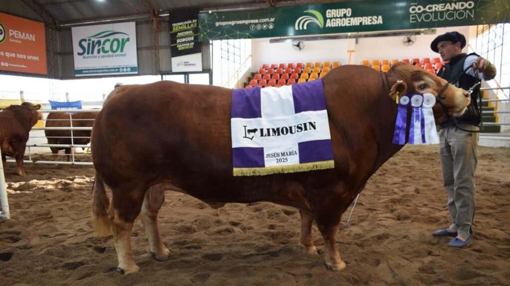 Limousin, una de las pocas razas de origen continental que ha logrado superar las políticas públicas