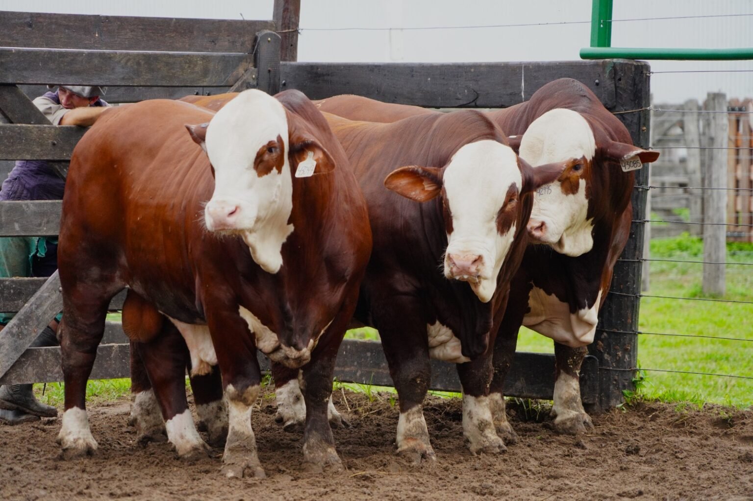 Se acerca la Nacional Primavera Braford con 29 cabañas de siete provincias: seis son de Santa Fe