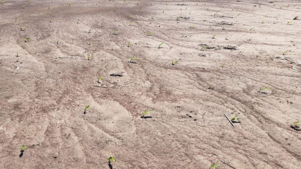Avanza la siembra de maíz temprano y girasol en el centro norte de Santa Fe