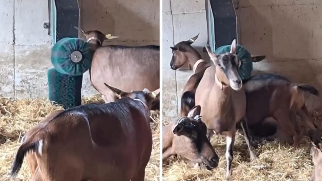 El «spa» para cabras que sorprendió en redes sociales: el video viral