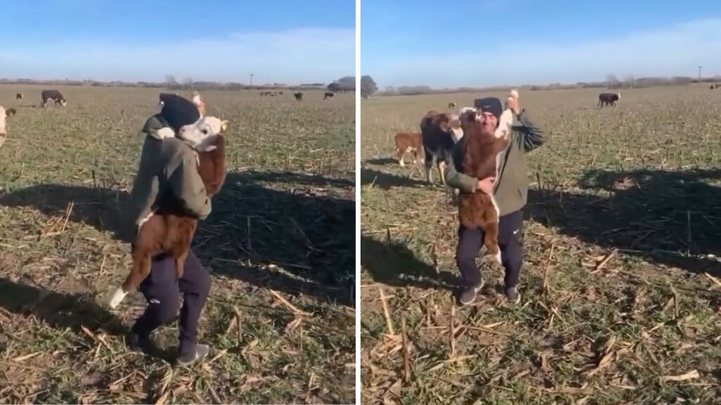 No lo vas a creer: un ternero que baila al ritmo del chamamé