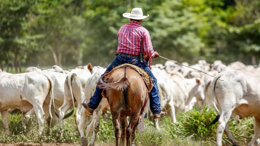 Brasil: cómo logró el estatus de país libre de aftosa sin vacunación y qué enseñanzas deja para la región