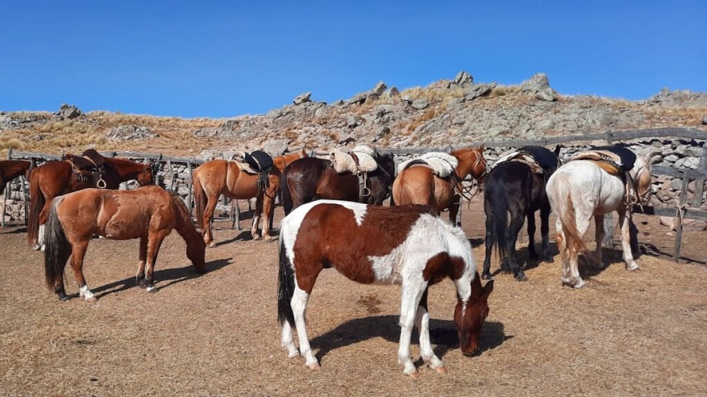 El caballo serrano: la raza que inspiró a San Martín y hoy busca renacer