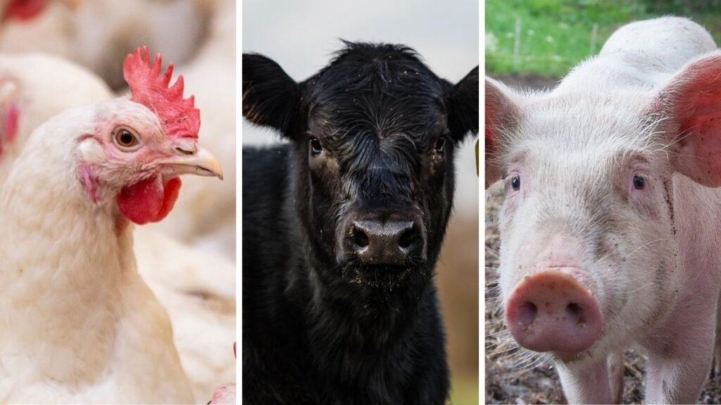 El complejo cárnico argentino crece en todos sus frentes durante 2025