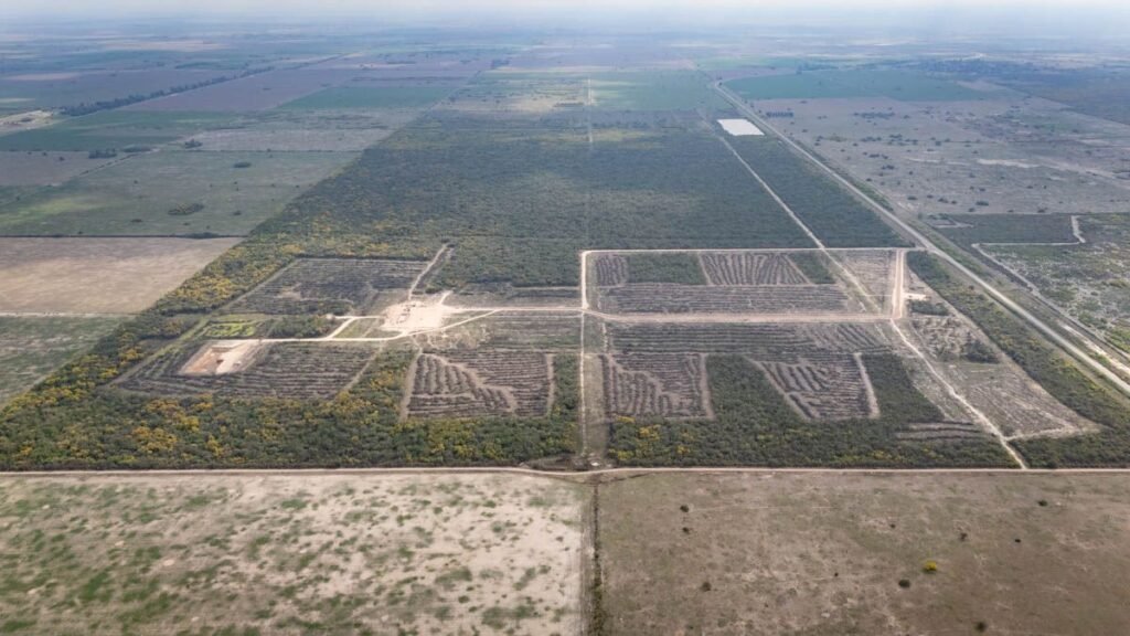 La Unión Europea pone en marcha su reglamento antideforestación: qué impacto tendrá en la soja argentina