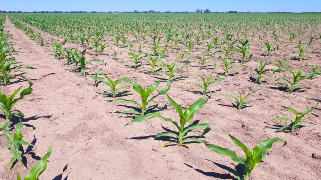 Más maíz: finalizó la siembra de primera en el centro norte de Santa Fe con importante incremento de área