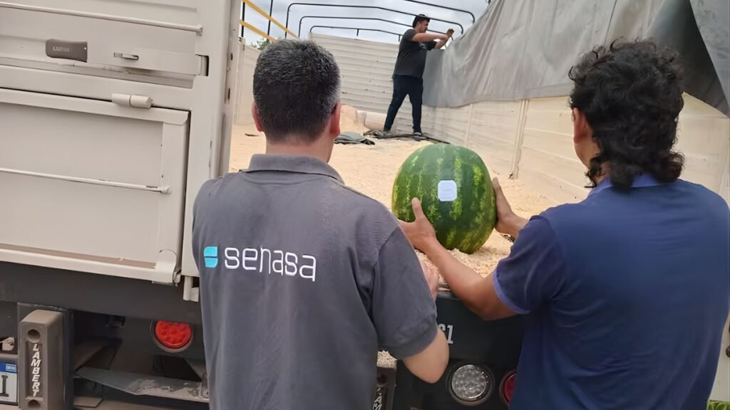Un productor chaqueño logró exportar sandías a Uruguay gracias a una desregulación del gobierno nacional