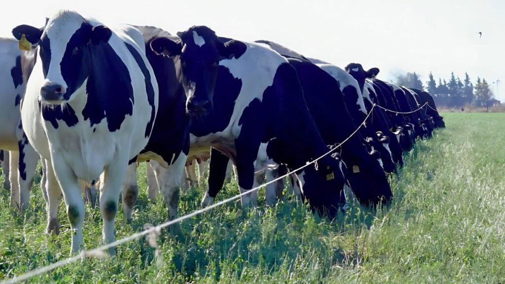 Elecciones 2025: el agro rafaelino celebra, pero pide reformas que mejoren la competitividad