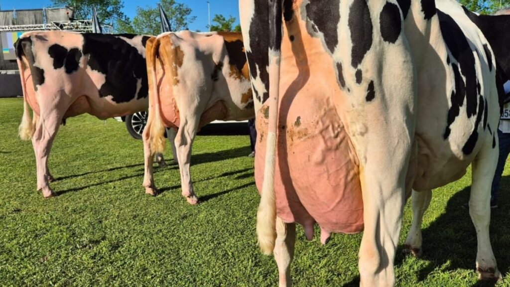 Lechería 2025: mejores vacas, pero manejos antiguos frenan los resultados productivos
