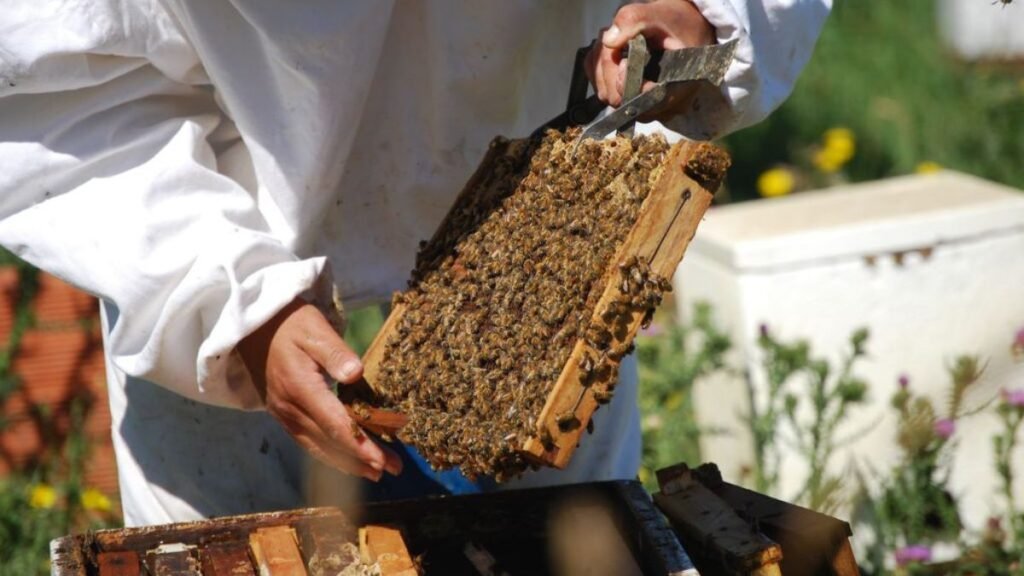 Tras el reclamo de los apicultores, se destrabó la entrega de créditos en el norte santafesino