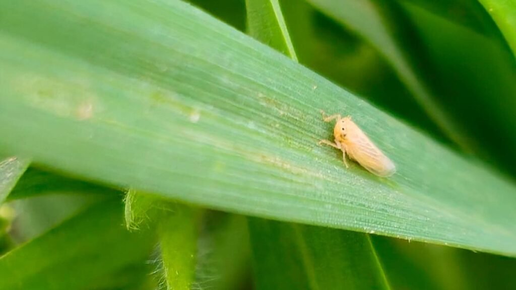 Chicharrita del maíz: aumentan las detecciones y recomiendan reforzar el monitoreo