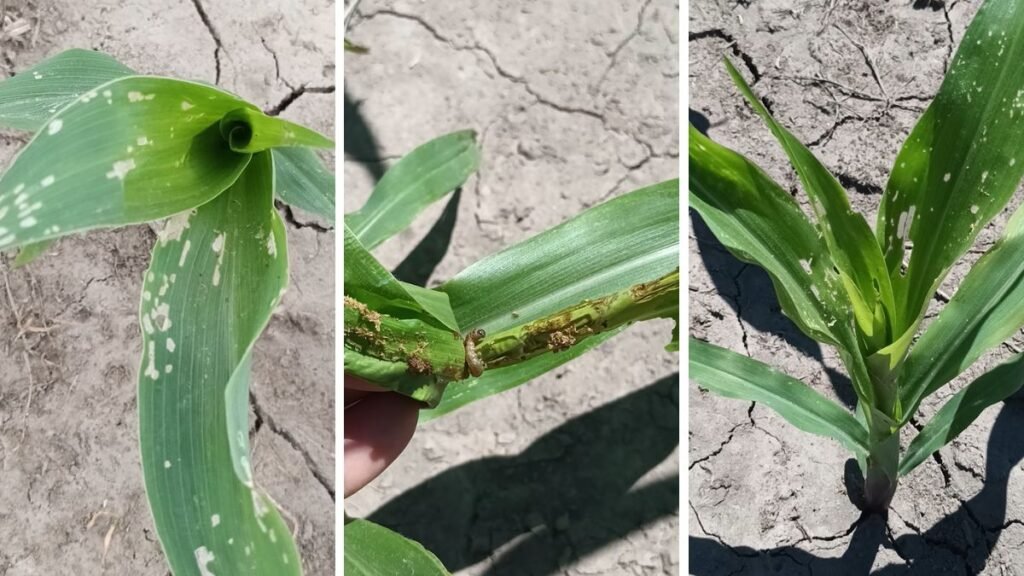 Alerta en el norte de Santa Fe: daños por oruga cogollera en maíz Bt