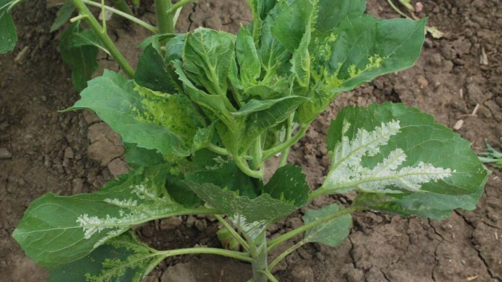 Alerta sanitaria: reaparece el mildiu en girasol y compromete híbridos resistentes