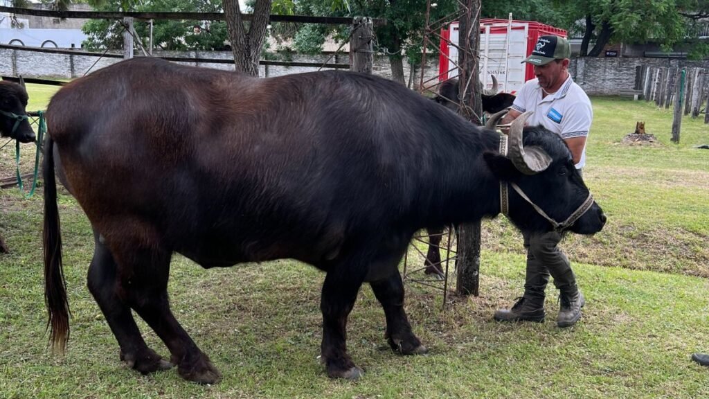 Más de 100 productores participaron en la 1° Jornada Técnica de Búfalos en Santa Fe