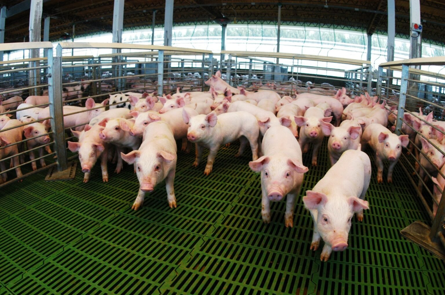 Con más de $6.000 millones en créditos, el Gobierno nacional apuesta a la competitividad del sector porcino