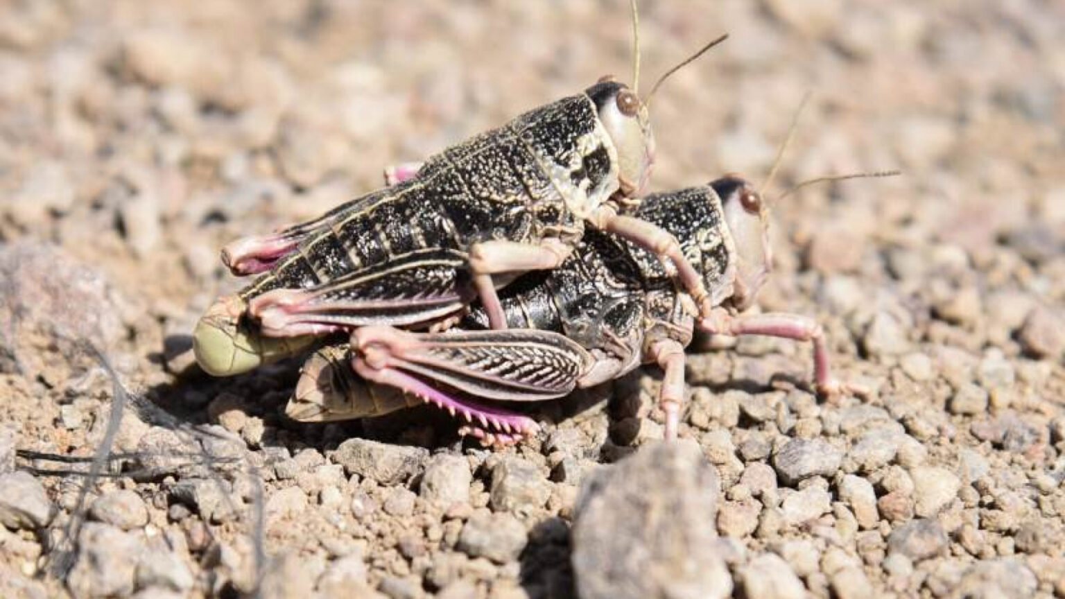 Alerta en la producción agropecuaria por la presencia de un insecto: declararon emergencia fitosanitaria en la Patagonia