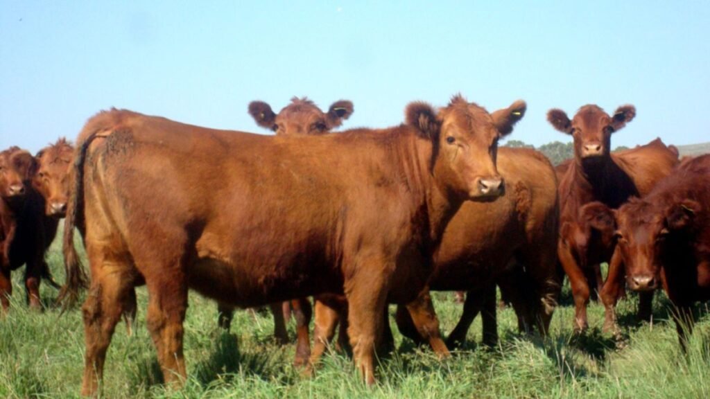 Preocupa la caída del stock bovino en Argentina: se pierden vientres claves para el rodeo