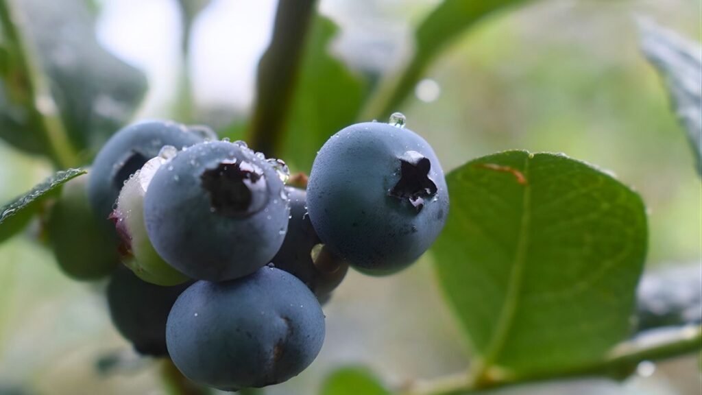 Biorreguladores en arándanos: los ensayos del INTA que apuntan a mejorar calidad y tamaño de la fruta