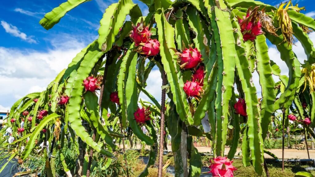 Pitahaya: el fruto tropical que busca raíces en el NEA