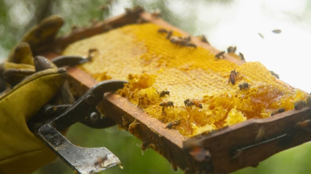 Arrancó la cosecha de miel en Santa Fe: proyectan buenos rindes pero con un color más oscuro