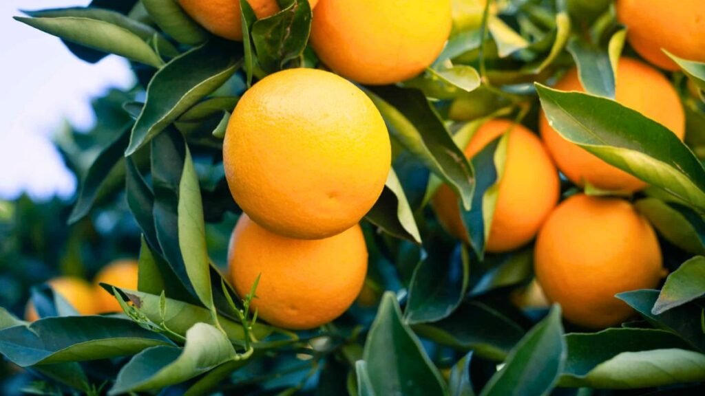 Récord exportador en más de 50 rubros agroindustriales: qué productos lideran las ventas