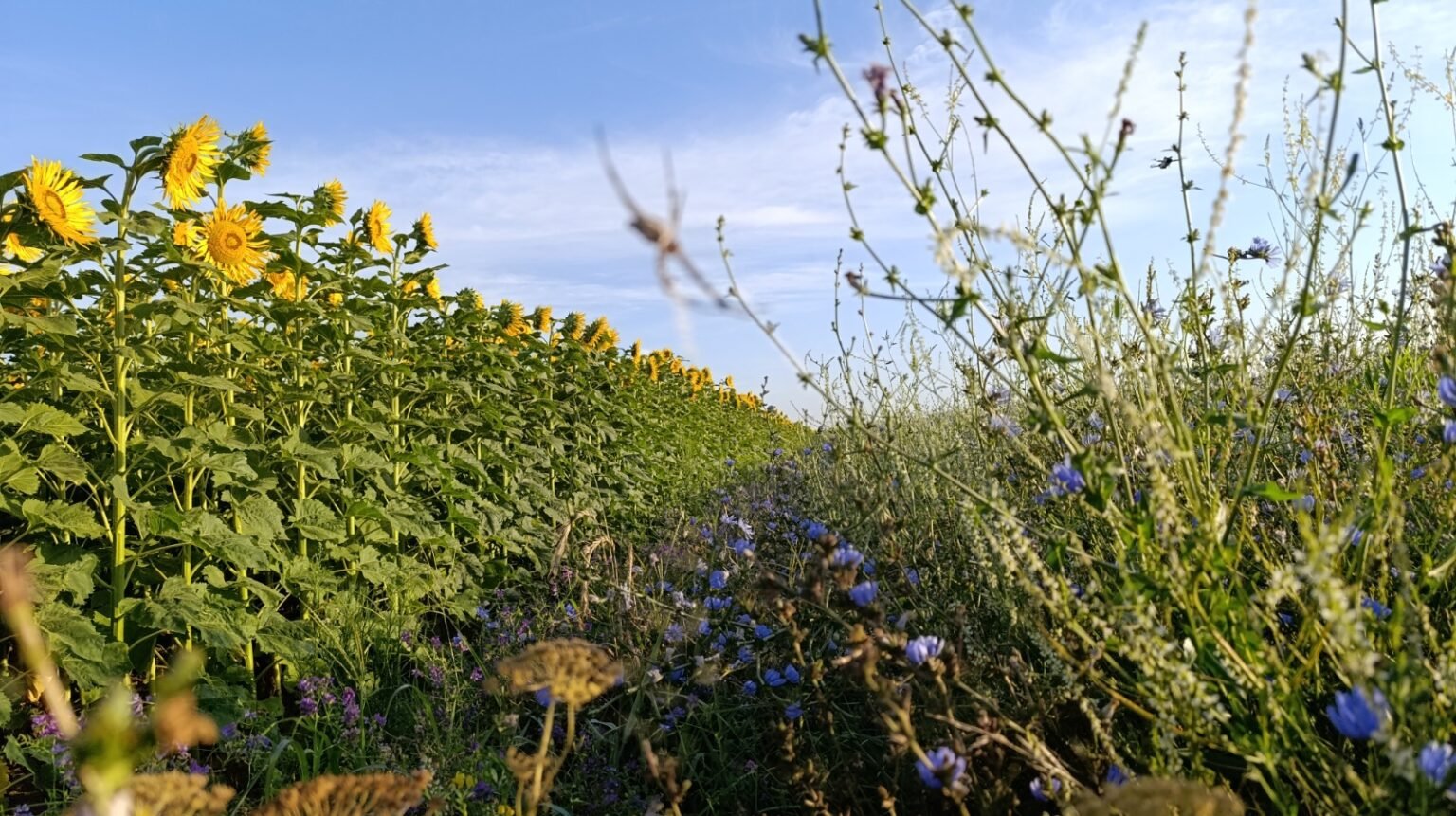 La huella agronómica del carbono: producir más y mejor sin degradar el suelo