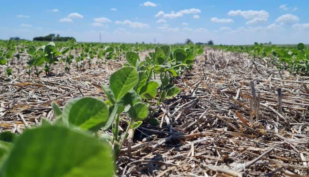 Investigadores de la UNL desarrollan un bioestimulante a partir de residuos de la molienda de soja