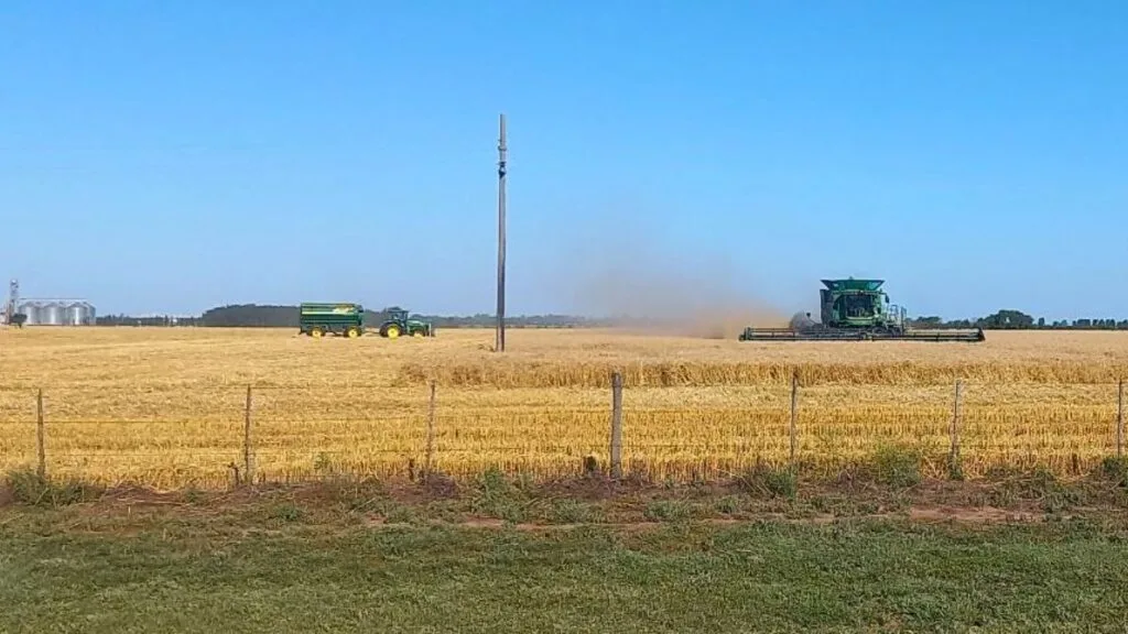Trigo en el centro-norte santafesino: entre pausas por lluvias y rindes que hacen historia