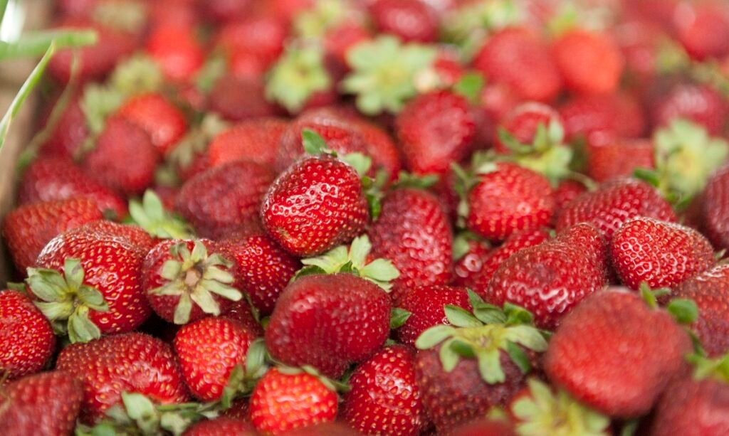 Argentina actualiza su reglamento sobre calidad de la frutilla de acuerdo con el Mercosur