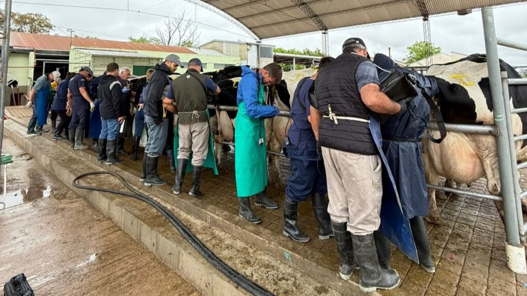 INTA Rafaela: veterinarios de Santa Fe y Buenos Aires se capacitaron en ecografía reproductiva bovina