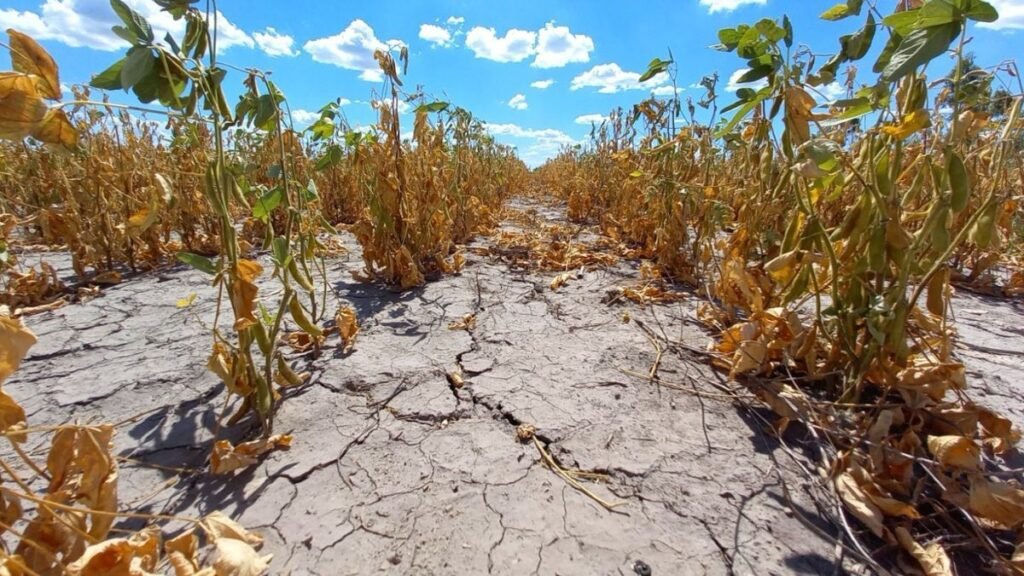 Prorrogan la emergencia agropecuaria por sequía en Santa Fe: beneficios y cómo acceder