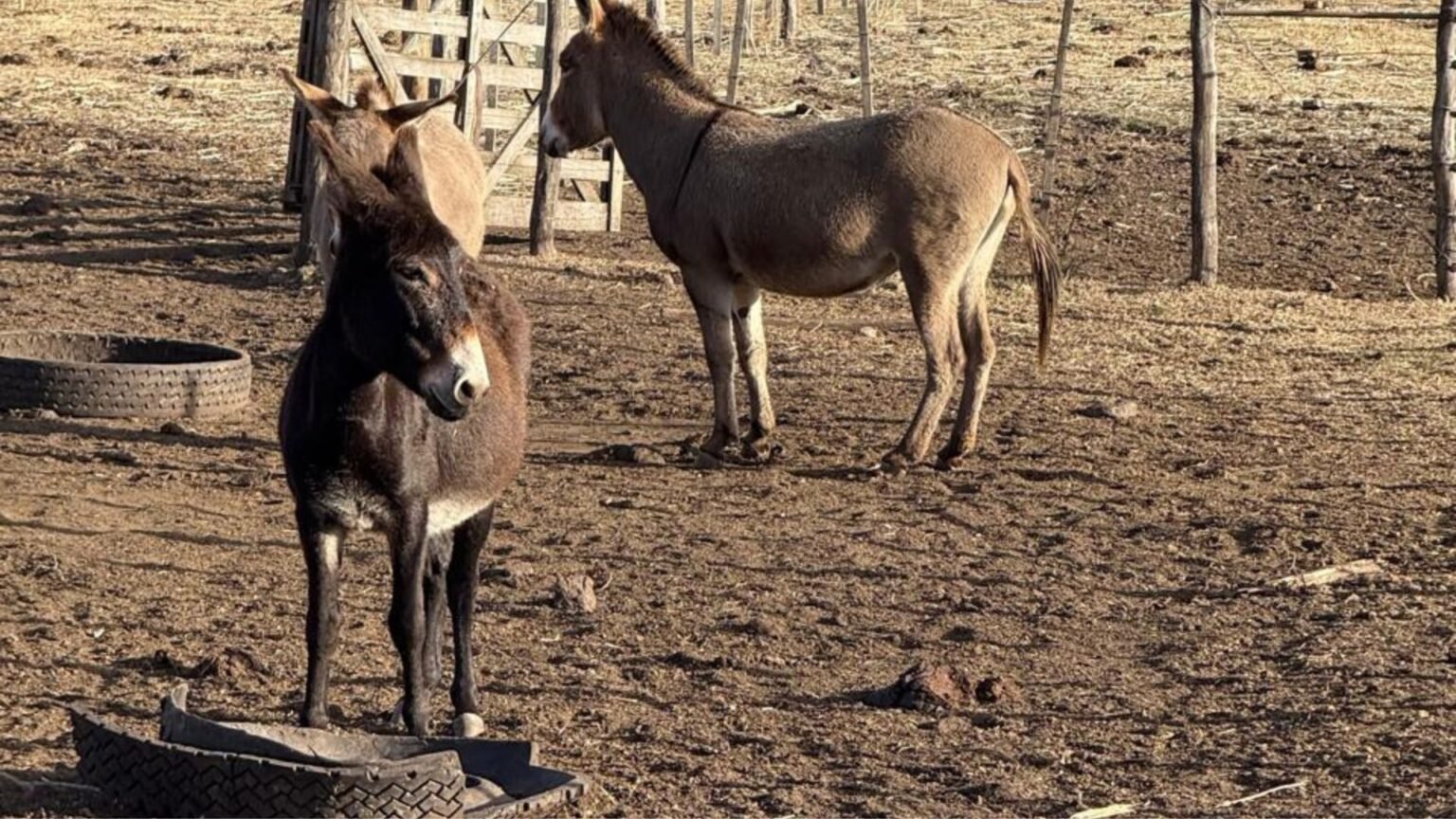 Margarita, Emma y Emilia: las burras que frenaron a los pumas en Córdoba