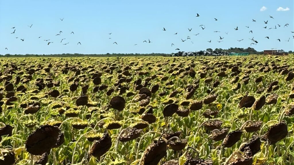 Desecado estratégico en girasol: una clave para reducir pérdidas por palomas y cotorras