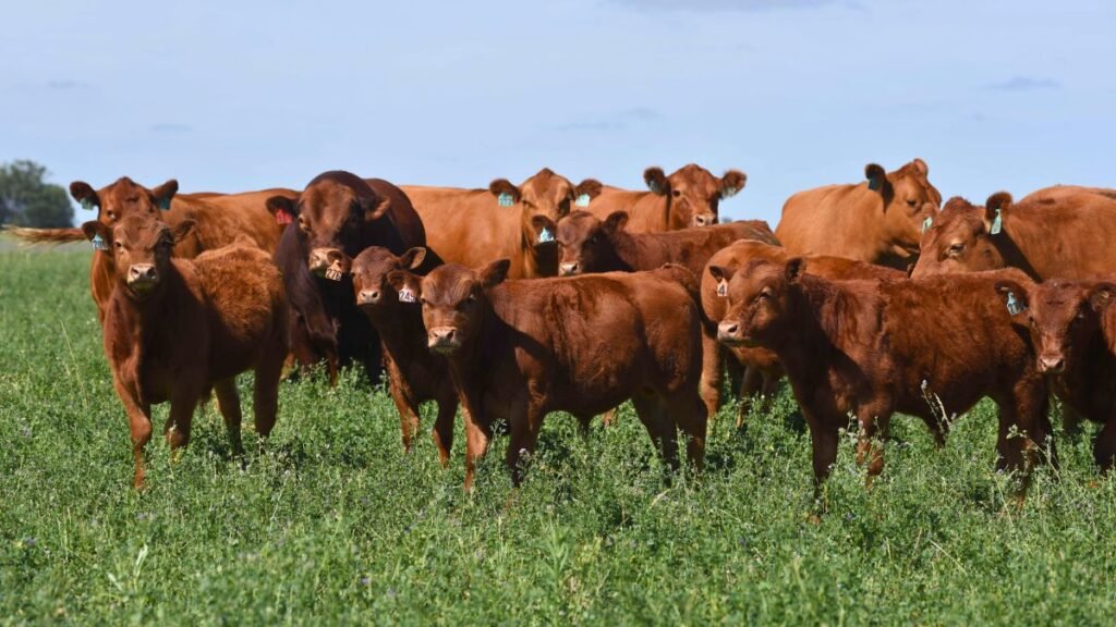 Limangus bajo la lupa del INTA: impactantes datos de eficiencia y fertilidad