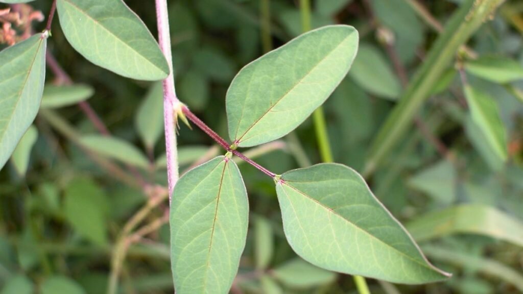 Ganadería eficiente en el norte: la leguminosa proteica para pastorear en verano