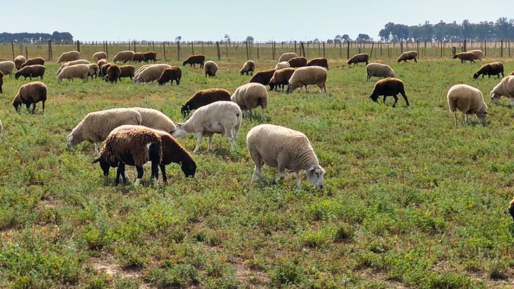 Ovejas y forraje: pautas técnicas para optimizar la alimentación anual