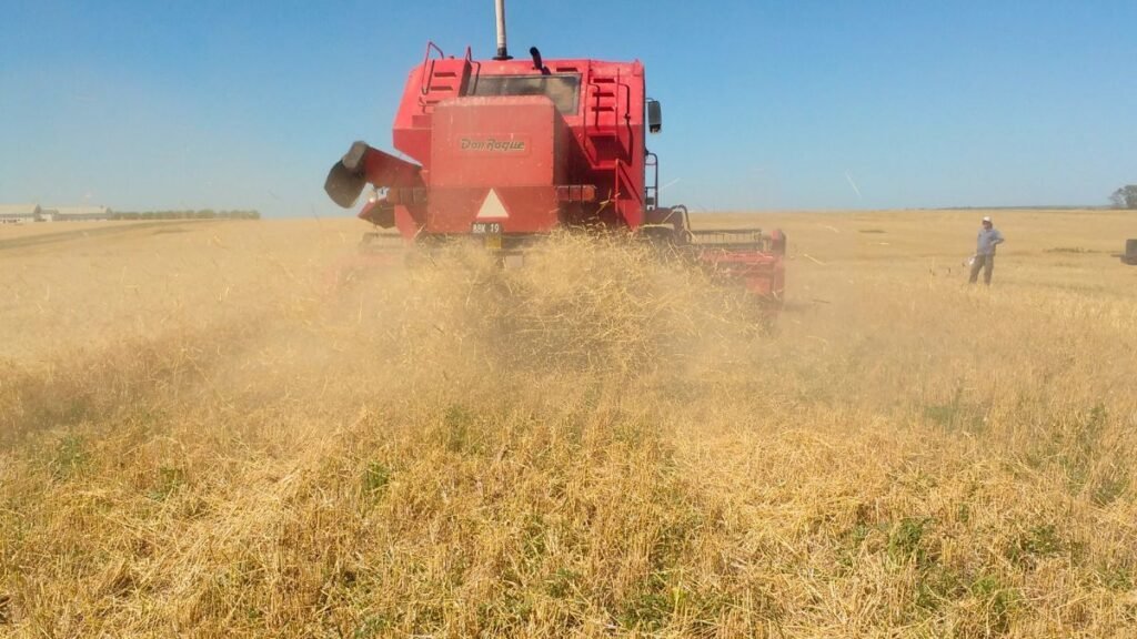 Cosecha récord de trigo: cómo manejar el exceso de rastrojo para no afectar la siembra de soja